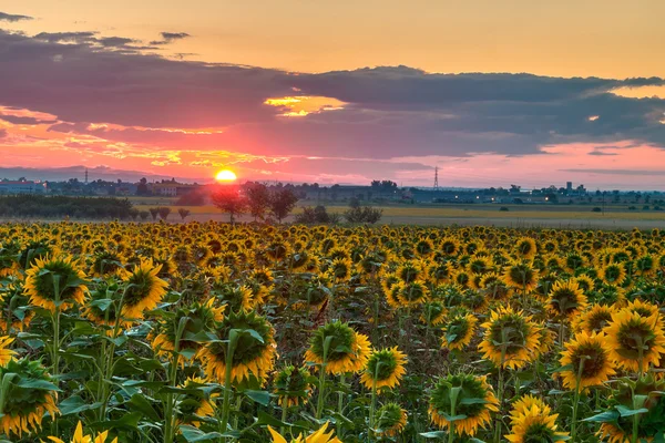 Олія соняшникова sunrise — стокове фото