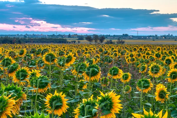 Girassol nascer do sol — Fotografia de Stock