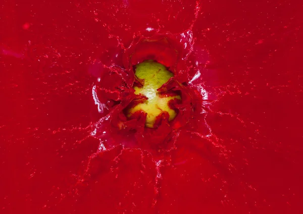 Cal verde en agua roja — Foto de Stock