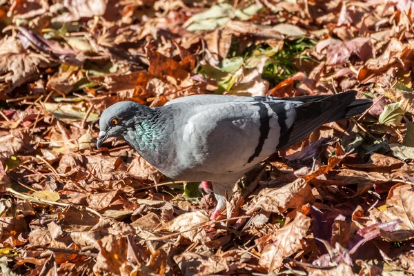 Pigeon sur fond de feuilles — Photo