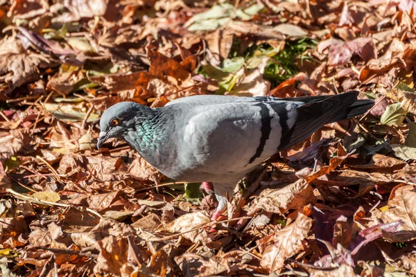 Piccione su sfondo foglie — Foto Stock