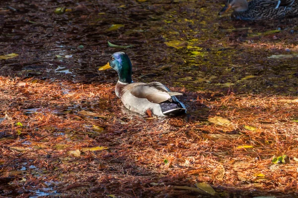 Duck in a polluted lake — Stock Photo, Image