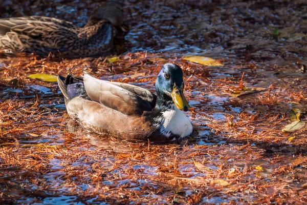 Duck in a polluted lake — Stock Photo, Image