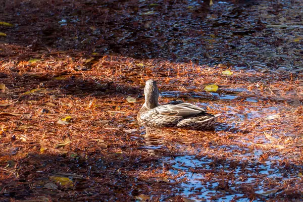 Rață într-un lac poluat — Fotografie, imagine de stoc