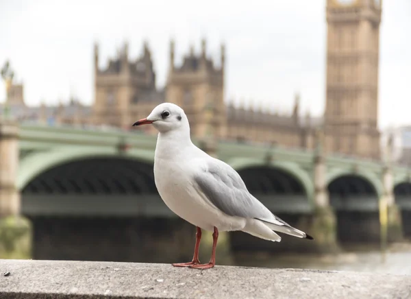 Westminster white seagull — Stock Photo, Image