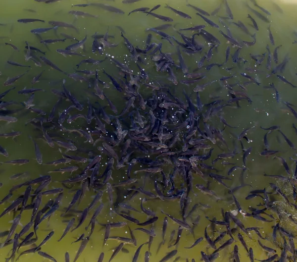 Enxame de peixes — Fotografia de Stock