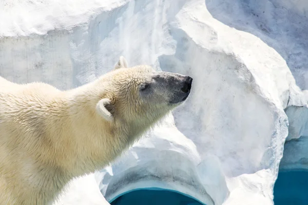 Kutup ayısı Stok Fotoğraf