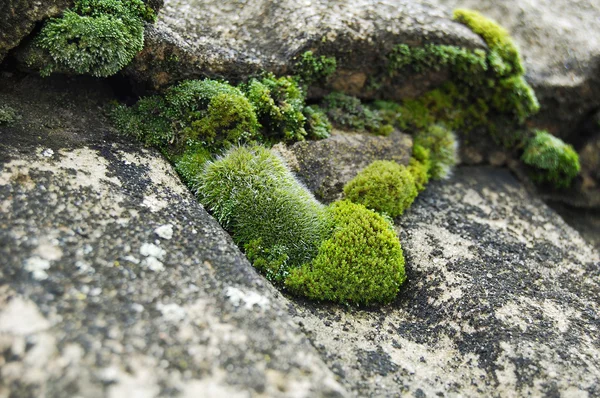 Moss on the roof of the old building — Stock Photo, Image