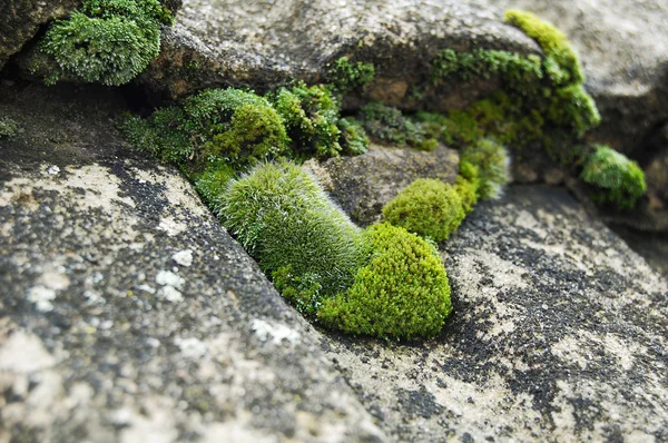 eski binanın çatısına moss