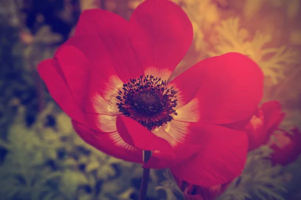 Beautiful anemone — Stock Photo, Image