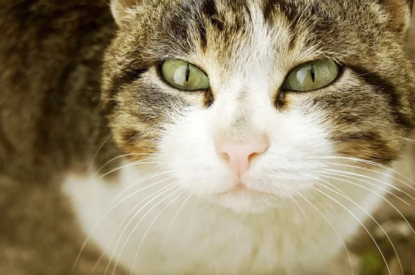 kedi gözleri