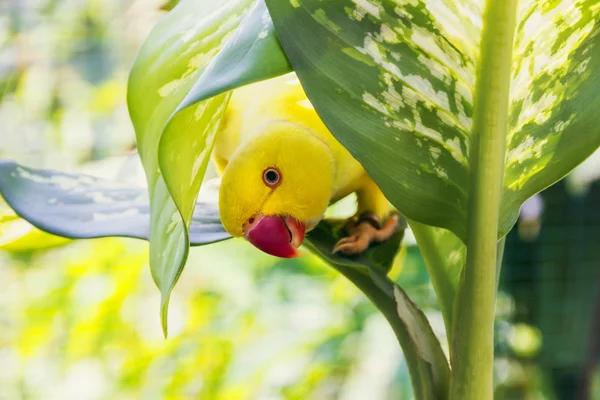 Loro amarillo mira fuera de la hoja — Foto de Stock