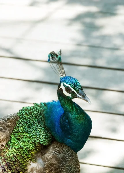 Tavus kuşu (tavus portresi)
