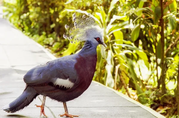 Pigeon couronné Victoria — Photo