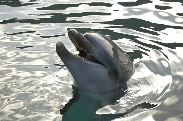 En leende delfin — Stockfoto