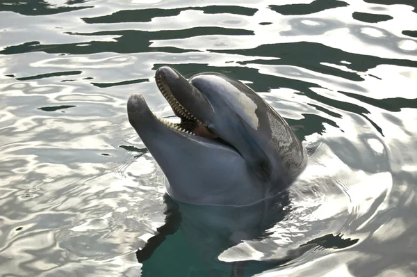 Un delfino sorridente Foto Stock