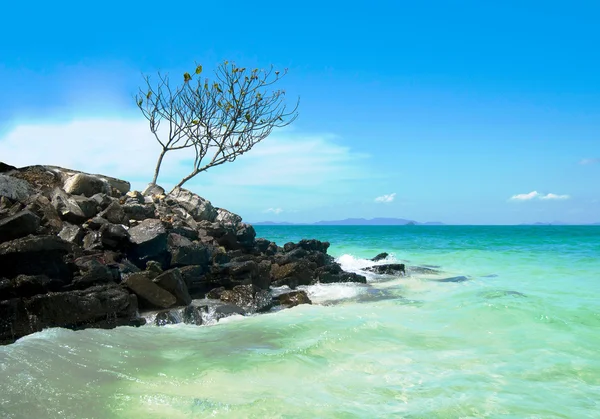 A lonely tree on the shore of the Andaman Sea