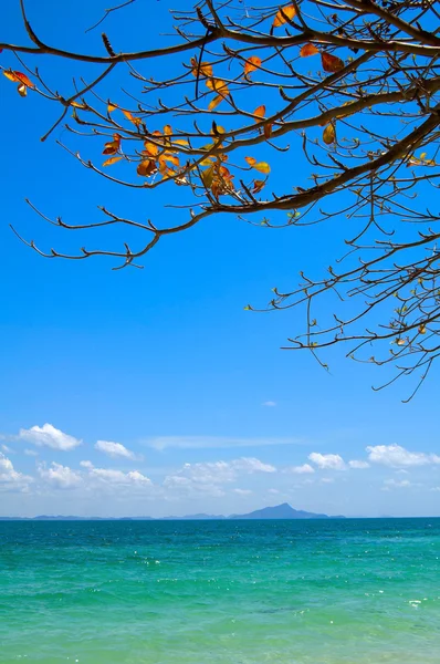 Tayland denize yaslanmış plumeria ağacının dalını — Stok fotoğraf