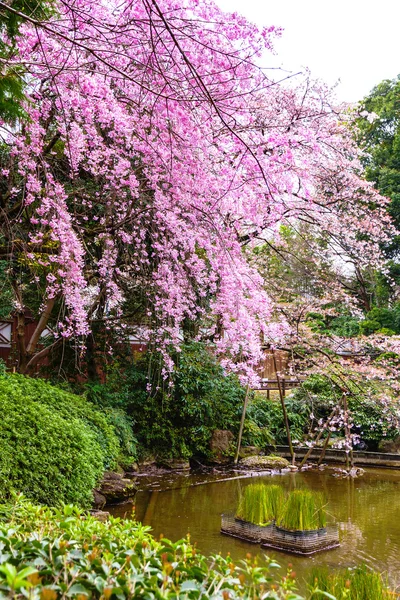 Japonês sakura flor perto da pequena lagoa — Fotografia de Stock