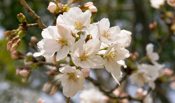 Sakura çiçeği