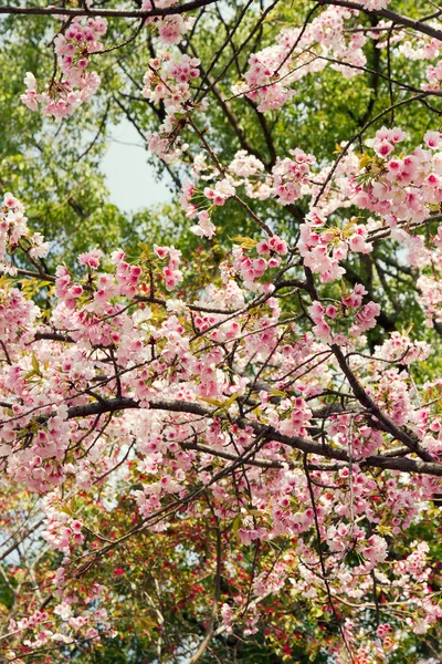 Güzel pembe sakura dalları
