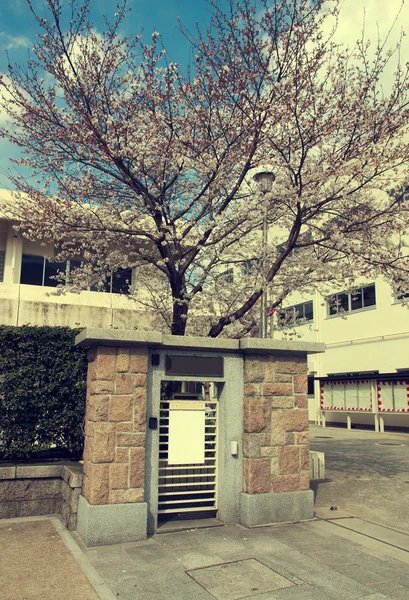 Japon okul kapısında yakınındaki kiraz çiçekleri
