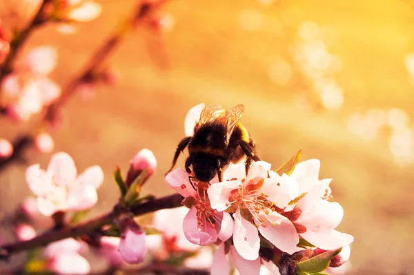 Bir beyaz sakura ağacı çiçek üzerinde bir yaban arısı