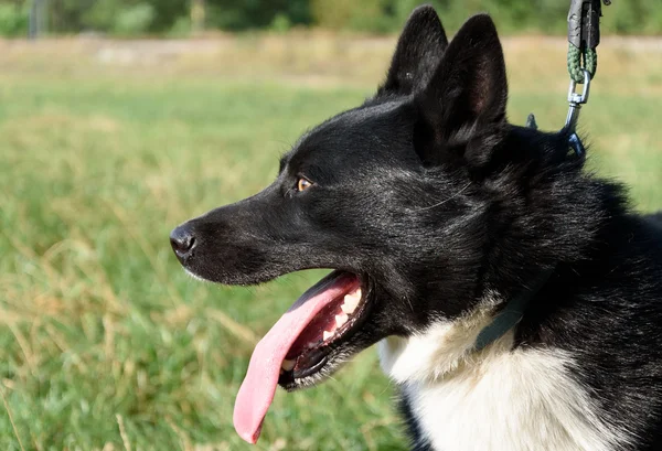 Karelen bjørnehund – stockfoto