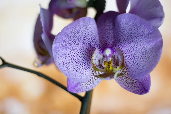 Flores de orquídeas estriadas. Lindas flores de orquídea. orquídeas, roxo. Bela árvore de flor de orquídea roxa com tom de pôr do sol . — Fotografia de Stock
