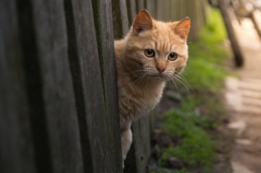 Kırmızı kedi bir çitin arkasından bakıyor. Güneş fotoğraf pet yaz. Sarı gözlü güzel
