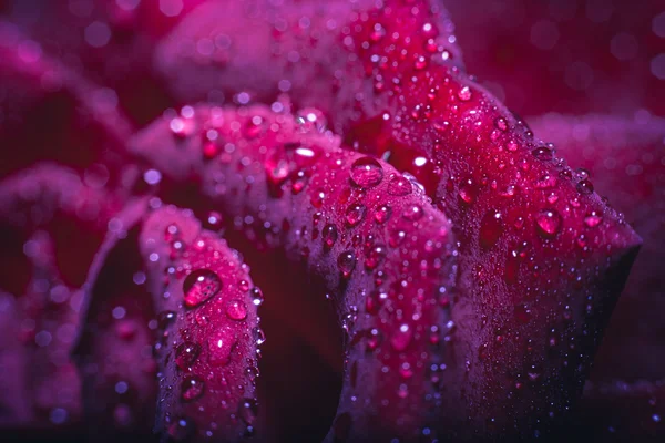Detail krásné růže s kapkami vody — Stock fotografie