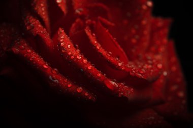 bir kırmızı gül yaprakları üzerinde Su damlacıkları