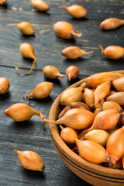 Soğan tohumu portre