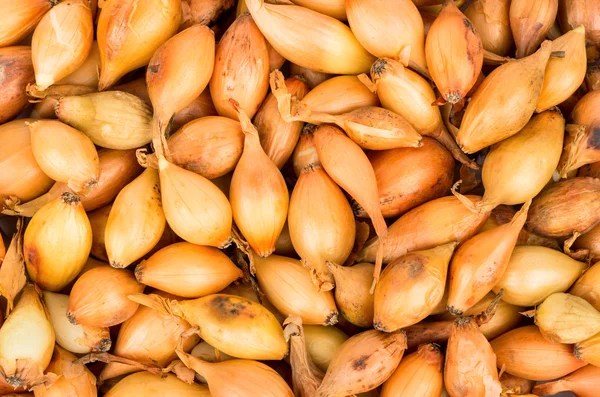 Arka plan soğan tohumu