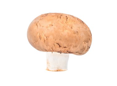 Mantar Kraliyet champignon