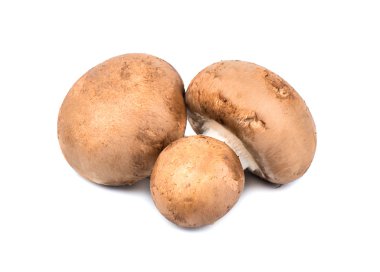 Royal champignon mantar