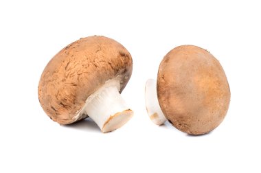 Royal champignon mantar