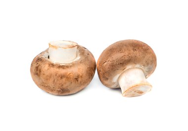 Royal champignon mantar