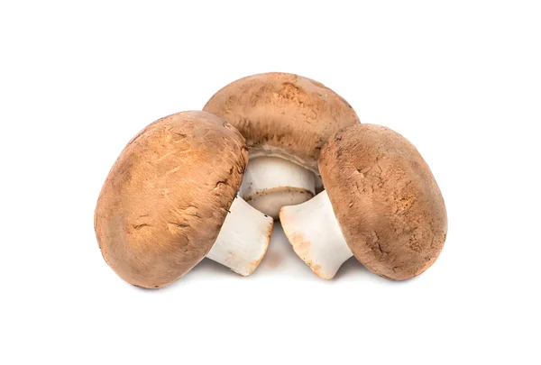 Mushrooms royal champignon — Stock Photo, Image