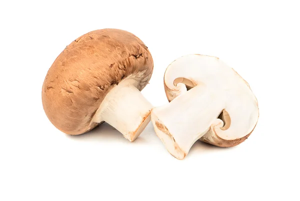 Royal champignon mantar