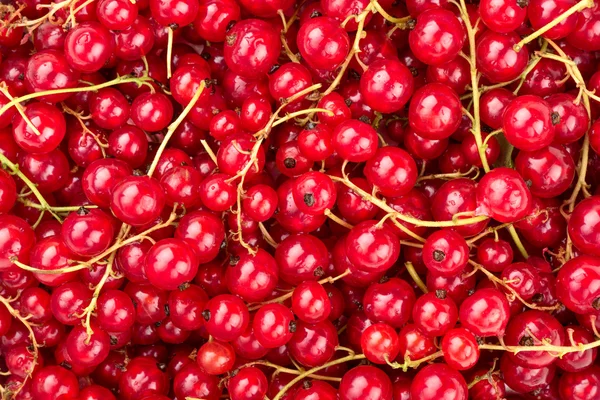 Rote Johannisbeeren Hintergrund — Stockfoto