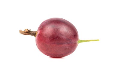 İzole kırmızı bektaşi