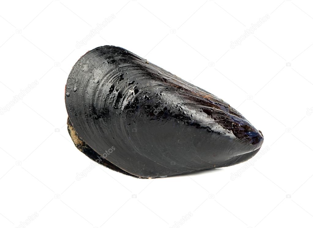 Prepared mussels isolate