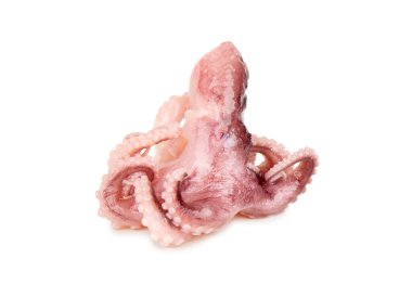 Beyaz arka planda izole edilmiş küçük ahtapot.