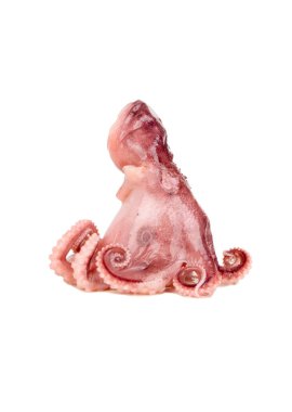 Beyaz arka planda izole edilmiş küçük ahtapot.