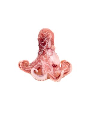 Beyaz arka planda izole edilmiş küçük ahtapot.