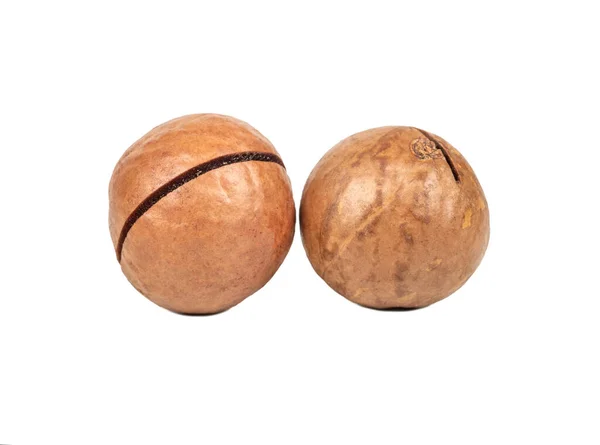Dvě Makadamia Ořechy Skořápce Izolované Bílém Pozadí — Stock fotografie