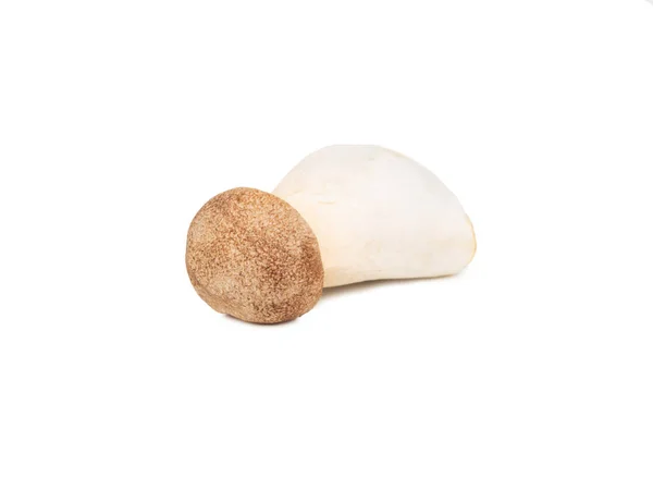 Piccolo Fungo Eringi Isolato Fondo Bianco — Foto Stock