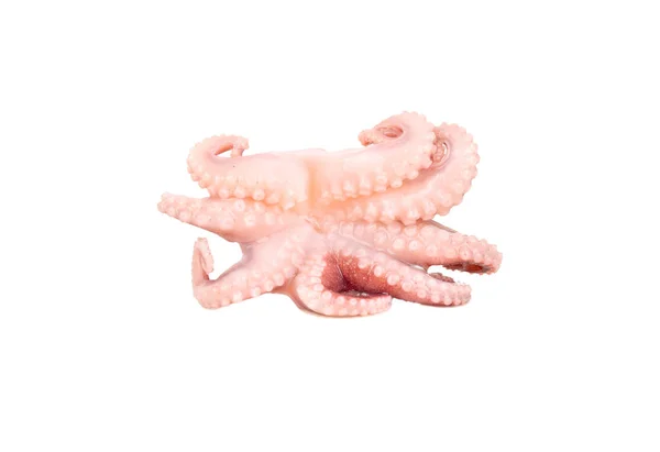 Small Octopus Isolated White Background — Stock Photo, Image