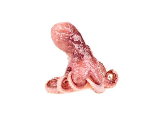 Kleine Octopus Geïsoleerd Een Witte Achtergrond — Stockfoto